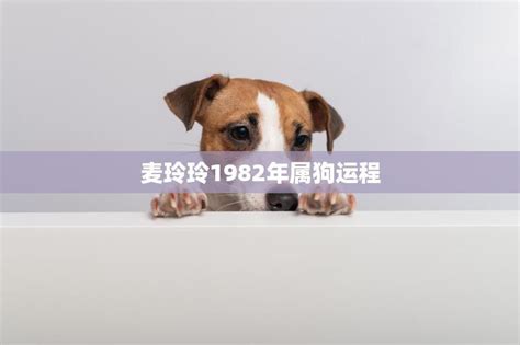 1982年狗 如何查詢欠債